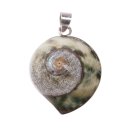 925 Sterling Silber Pendant with Turbo Shell / 35mm