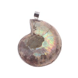 Sea Nautilus Ammonite Shell Pendant 38x32mm