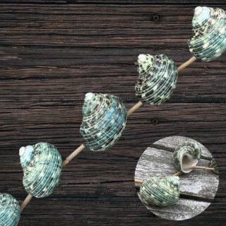 Shell Silver Mouth- green , whole, top hole / ca. 45x35x33mm /6pcs.