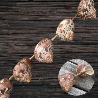 Shell Silver Mouth- brown , whole, top hole / ca. 45x35x33mm /6pcs.