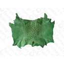 FROG WHOLE  SKIN LIGHT GREEN SHINY / ca. 10x4cm