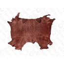 FROG WHOLE  SKIN ANEMONE SHINY / ca. 10x4cm