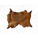 FROG WHOLE  SKIN LIGHT BROWN SHINY / ca. 10x4cm