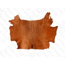 FROG WHOLE  SKIN LIGHT ORANGE SHINY / ca. 10x4cm