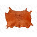 FROG WHOLE  SKIN ORANGE SHINY / ca. 10x4cm