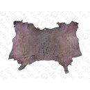FROG WHOLE  SKIN LIGHT VIOLET MATTE / ca. 10x4cm