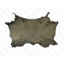 FROG WHOLE  SKIN GREY SHINY / ca. 10x4cm